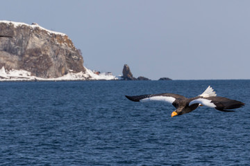 Fototapeta na wymiar Steller's sea eagle flying. Wintering on the Shiretoko Peninsula, Hokkaido, Japan.