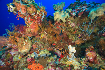 Naklejka na ściany i meble Pristine Scuba Diving at Tukang Besi/Wakatobi Archilpelago Marine Preserve, South Sulawesi, Indonesia, S.E. Asia
