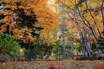 Sapporo City, Hokkaido, Japan - Oct. 29, 2018 : Autumn landscape at Nakajima Park, Sapporo City, Hokkaido, Japan.