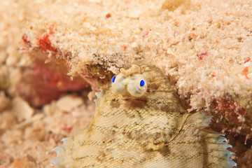 starry flounder, Scuba Diving at Tukang Besi/Wakatobi Archipelago Marine Preserve, South Sulawesi, Indonesia, S.E. Asia