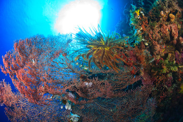 Fototapeta na wymiar feather star on gorgonian sea fan, Scuba Diving at Tukang Besi/Wakatobi Archipelago Marine Preserve, South Sulawesi, Indonesia, S.E. Asia