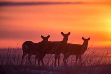Fototapeta na wymiar Japan, Hokkaido. Sita deer silhouetted at sunset. Credit as: Jim Zuckerman / Jaynes Gallery / DanitaDelimont. com