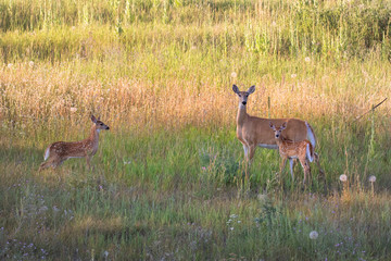 Obraz na płótnie Canvas Deer in the countryside. Mother deer and her fawns. Baby deer in the fields