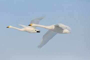 Fototapeta na wymiar Whooper swans on frozen Lake Kussharo, Hokkaido.