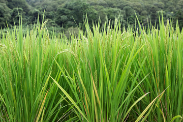 Japan, Nara, Heguri-cho. Close-up of growing rice stalks. 