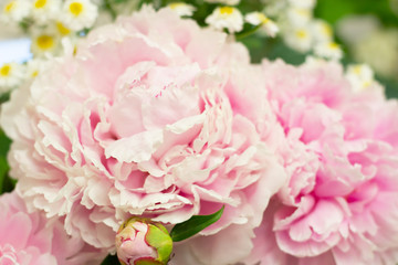 Closeup of beautiful pink Peonie flower on green background