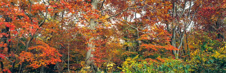 Japan, Honshu, Tohoku Region, Towada-Hachimantai NP. Vibrant fall color fills the maple forest on the Hachimantai Plateau in northern Honshu, Japan.