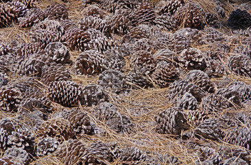 A close-up full frame view on to pine cones on the forest ground