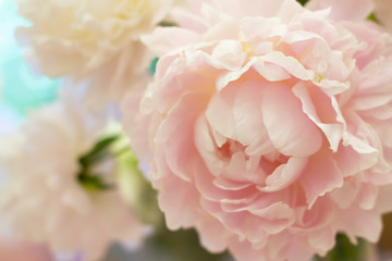 Closeup of beautiful pink Peonie flower on light blue background
