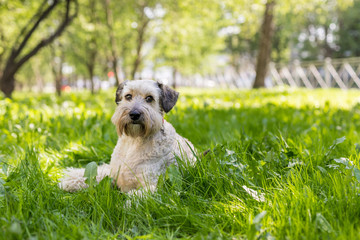 nice little beige dog is lying in the grass , walk with dog in the park with copy space