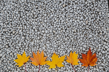 Autumn Leaves with five maple leaf foliage arranged in a multi colored seasonal themed concept as a symbol of the fall weather on a stone floor background.