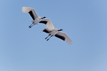 Red crowned cranes in flight Hokkaido Japan