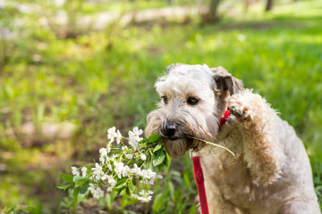 waiting  sad Beige dog with branch of flowers , dog sits in grass  with copy space
