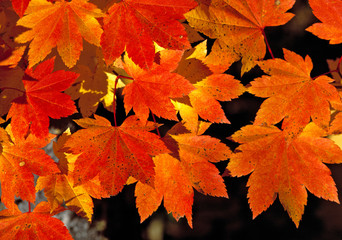 Naklejka na ściany i meble Japan, Tochigi Pref., Nikko NP. Backlighting intensifies the colors in these orange maple leaves in Nikko National Park in Japan.