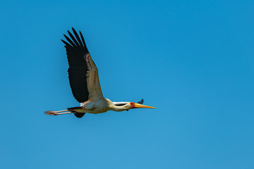 Obraz premium Yellow-billed Stork, Mycteria ibis, African bird flying in Africa