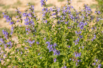 Mongolia, North Central Mongolia, Hustai National Park, flower Corydalis China Blue.