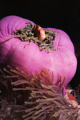 Maldives, Maldives anemonefish (Amphiprion nigripes)