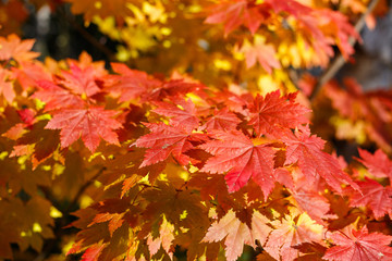 Fototapeta na wymiar Red maple leaves in autumn season with blue sky blurred background, taken from Hokkaido Japan.