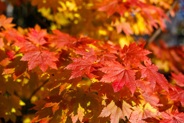 Red maple leaves in autumn season with blue sky blurred background, taken from Hokkaido Japan.