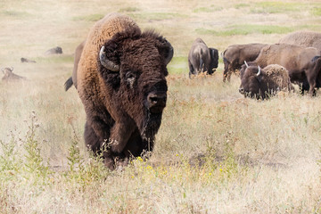 bison roaming in montana summer grassland nature preserve
