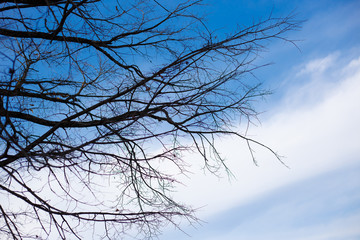 Fototapeta na wymiar Trees without leaves in winter at a day with blue sky. Bare tree branches against the sky.