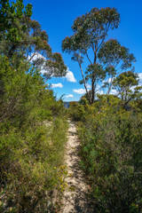 hiking the pulpit rock track, blue mountains national park, australia 28