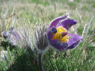 Wild purple primrose flower close up rocky hills spring nature background