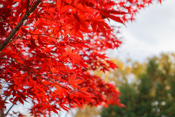 Red maple leaves in autumn season with blue sky blurred background, taken from Hokkaido Japan. Space for text.
