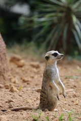 Fototapeta premium Close up Standing Meerkat on the ground