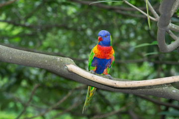 Rainbow lorikeet (Trichoglossus haematodus) native to Australia.