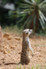Fototapeta premium Close up Standing Meerkat on the ground