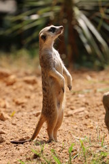 Close up Standing Meerkat  on the ground