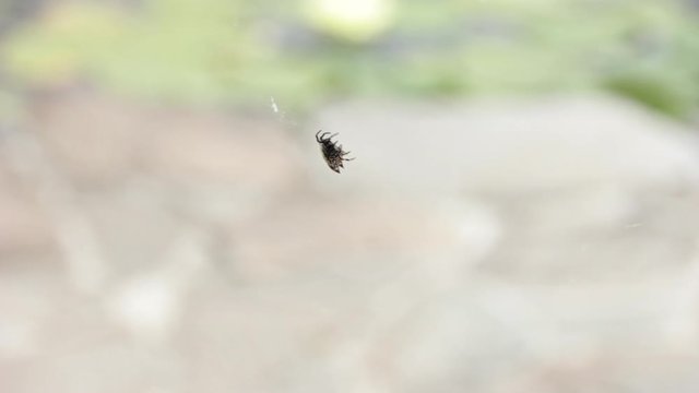 Spiny Orb Weaver Spider