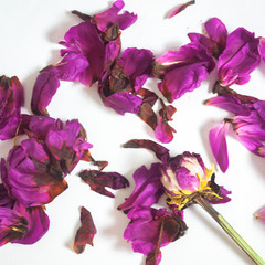 Naklejka premium Closeup purple flower petals isolated white background 
