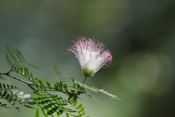 Pink Flowers from the Persian Silk Tree, Mimosa Tree