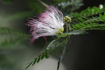 Pink Flowers from the Persian Silk Tree, Mimosa Tree