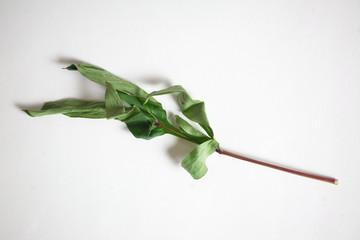 Closeup green leaf isolated white background 