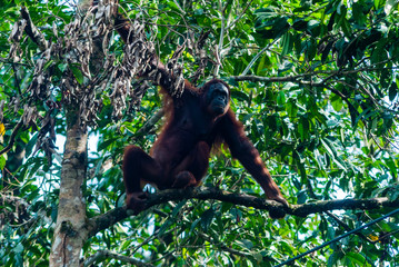 Orangutan (Pongo pygmaeus), Semenggoh Nature Reserve, Sarawak, Malaysian Borneo, Malaysia.