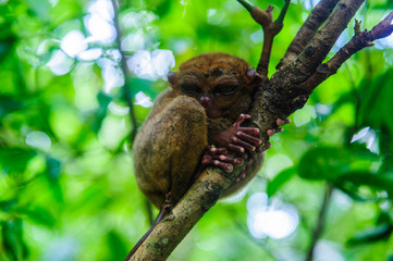 Philippine tarsier (Carlito syrichta), smallest monkey in the world, Bohol, Philippines