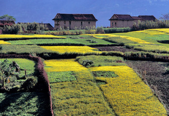 Obraz na płótnie Canvas Asia, Nepal, Kathmandu Valley. Yellow and green crops thrive near a small village in the Kathmandu Valley, a World Heritage Site, in Nepal.