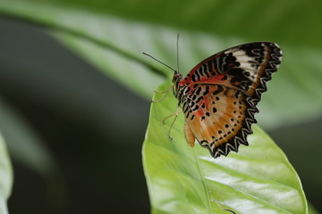 Close up Butterfly on the Leaf, Black dots on Orange Wing