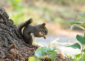 squirrel eating and cleaning himself on a tree root