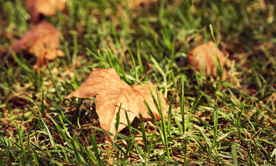 yellow fallen leaves on the grass. autumn nature background.