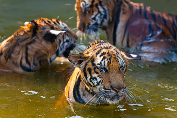 Fototapeta na wymiar Young tigers (about 11 months old) playing in water, Indochinese tiger or Corbett's tiger (Panthera Tigris corbetti), Thailand