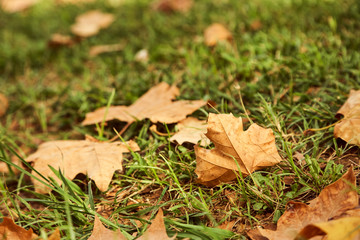 yellow fallen leaves on the grass. autumn nature background.