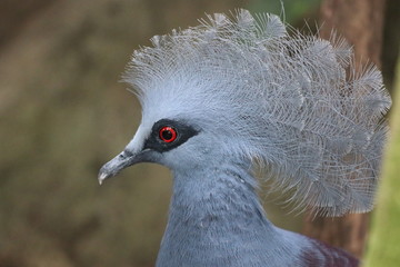 Close up Victoria Pigeon Bird with Red Eyes