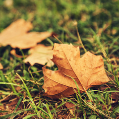 yellow fallen leaves on the grass. autumn nature background.