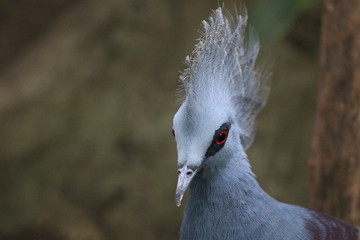 Close up Victoria Pigeon Bird with Red Eyes