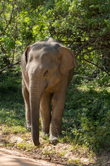 Fototapeta premium Sri Lanka, Tissamaharama, Yala National Park, Ruhuna National Park, block 1. Sri Lankan elephant (Elephas maximus maximus) subspecies of the Asian elephant, native to Sri Lanka, endangered list.