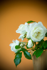 bouquet of beautiful white roses on a orange